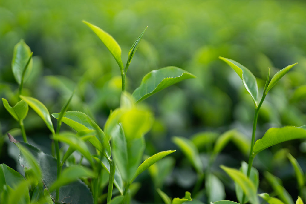 Antioxidants & Caffeine in Tea