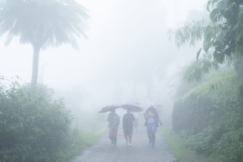 The Best of Darjeeling