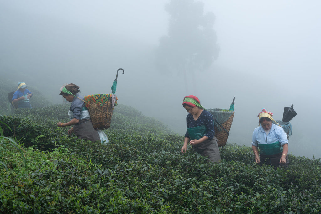 Darjeeling Tea 101: Understanding the Flushes