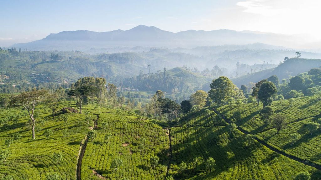 Tea from the Tropical Hills of Sri Lanka