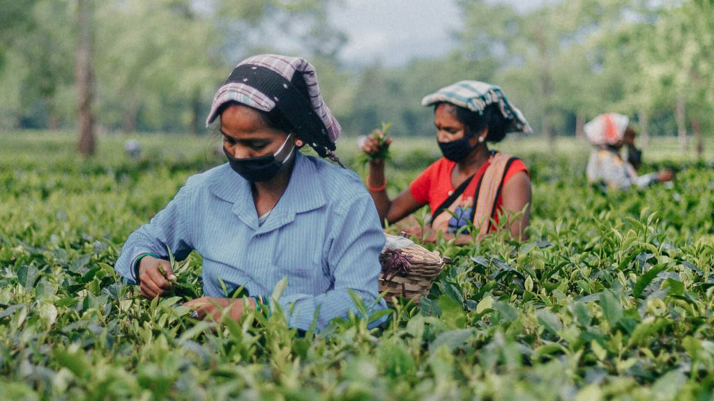 Tea pluckers in Assam wearing Covid face masks 