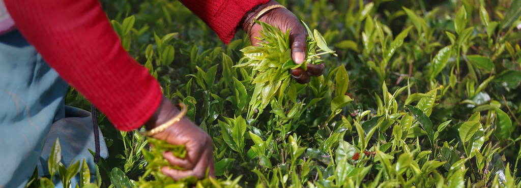 LOOSE LEAF TEA | Award-winning, Sustainable and Ethically Sourced Loose Leaf Tea 