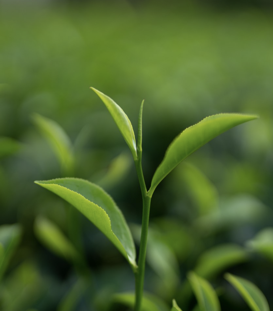 Award-winning, Sustainable and Ethically Sourced Loose Leaf Tea 