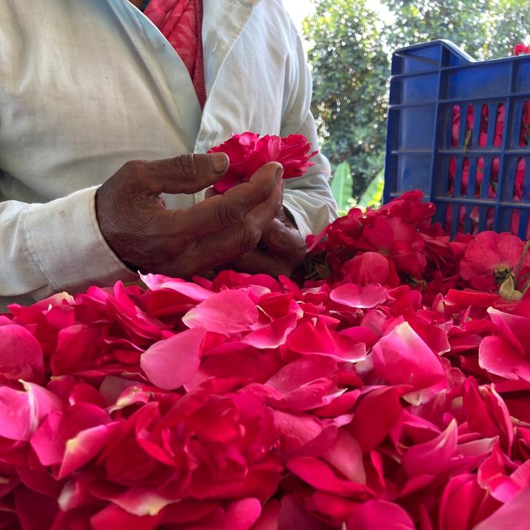 Indian Rose Petals